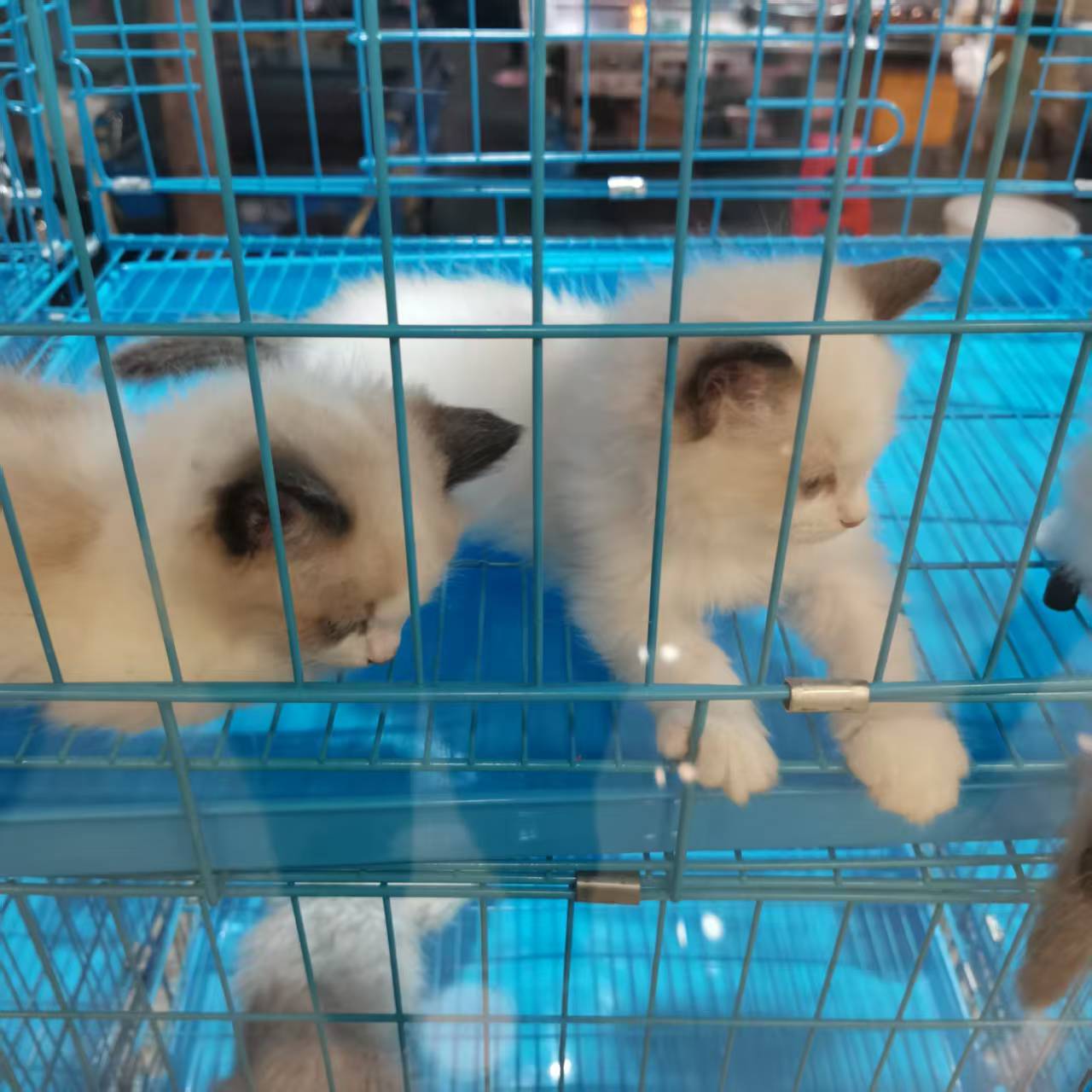 2022.9.13宠物店买猫